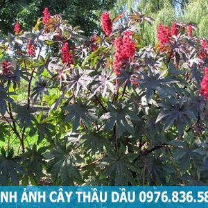 hình ảnh cây thầu dầu