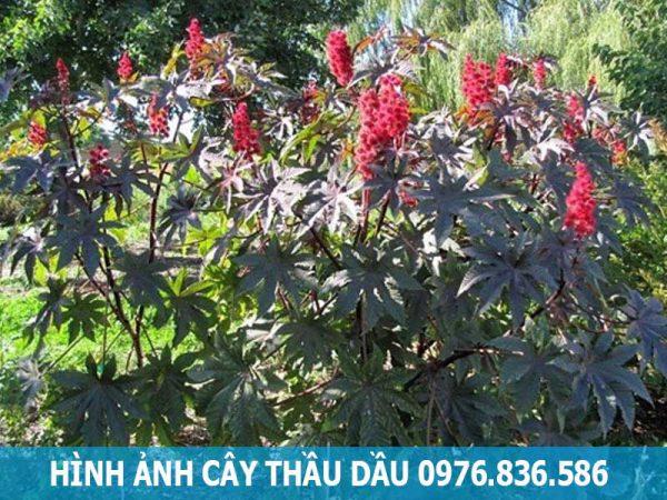 hình ảnh cây thầu dầu