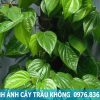 hình ảnh cây trầu không