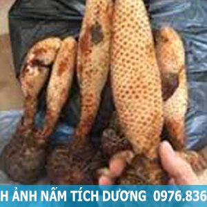 hình ảnh nấm tích dương