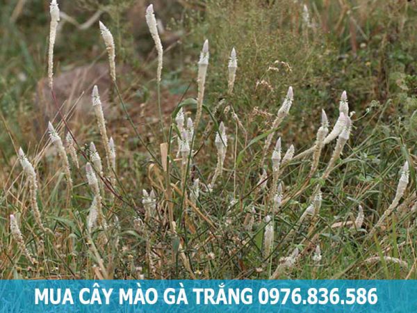 mua cây mào gà trắng