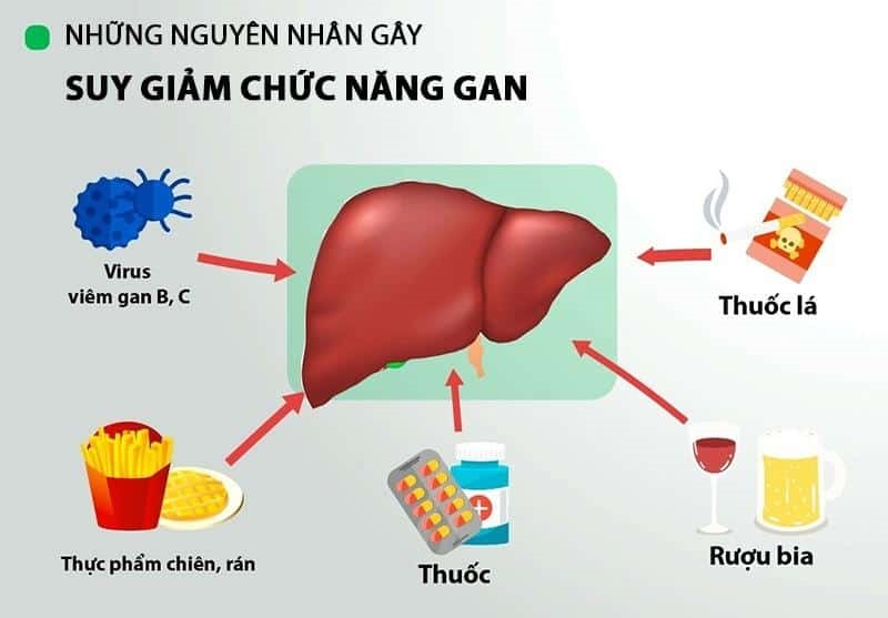 Một số nguyên nhân gây suy giảm chức năng gan