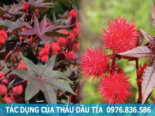 tác dụng của cây thầu dầu