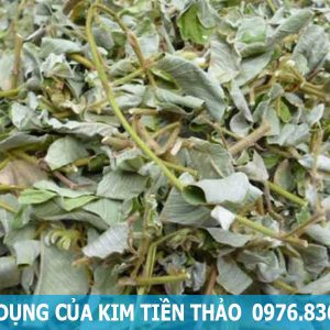 tác dụng của cây kim tiền thảo