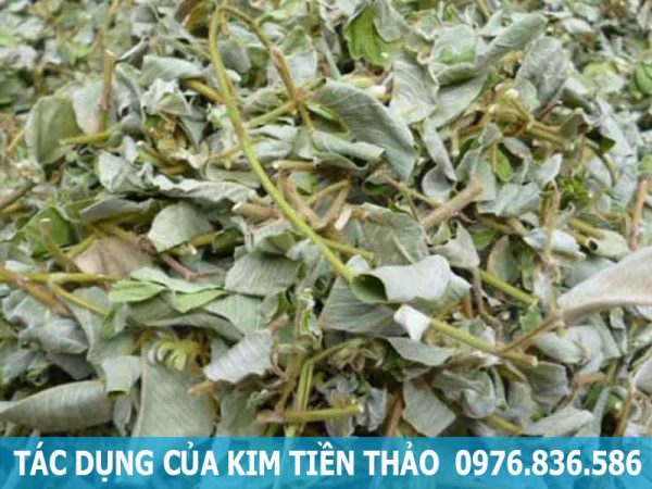 tác dụng của cây kim tiền thảo