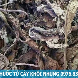 bài thuốc từ lá khôi nhung tía