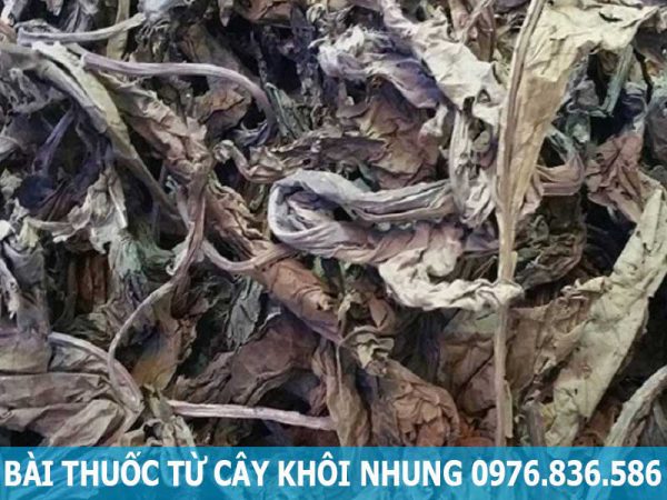 bài thuốc từ lá khôi nhung tía