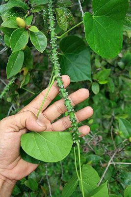 Cây thần thông hỗ trợ điều trị viêm gan vàng da hiệu quả