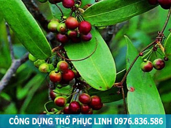 công dụng cây thổ phục linh