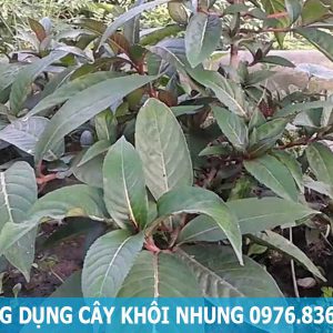 công dụng cây khôi nhung tía