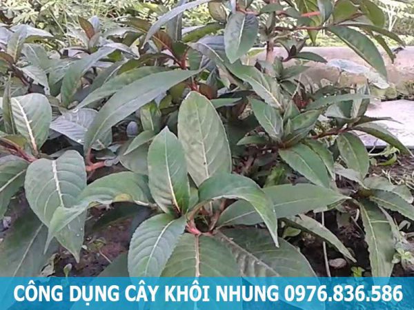 công dụng cây khôi nhung tía