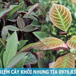 đặc điểm cây khôi nhung tía