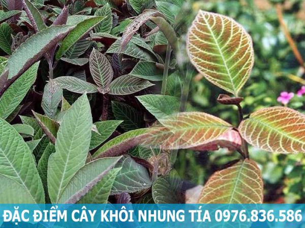 đặc điểm cây khôi nhung tía