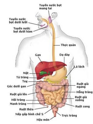 Hệ tiêu hóa của con người