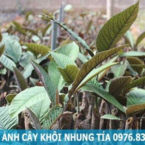 hình ảnh cây khôi nhung tía