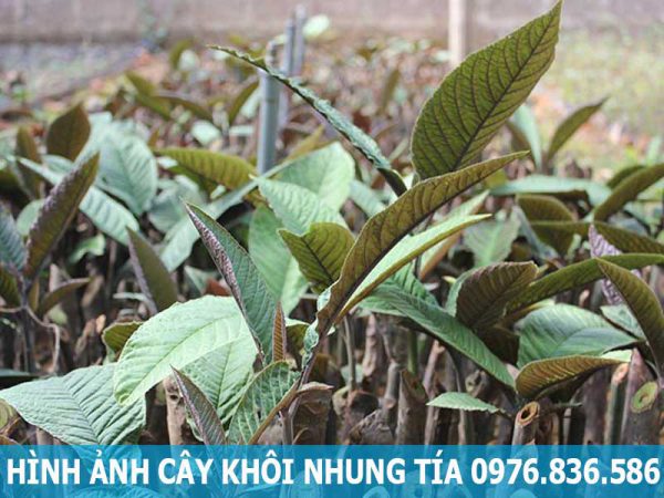 hình ảnh cây khôi nhung tía