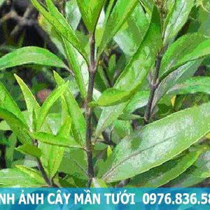 hình ảnh cây mần tưới