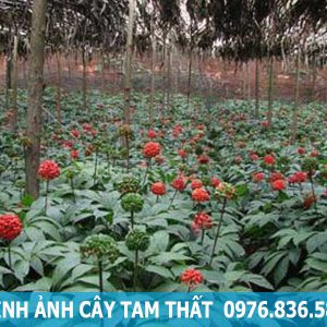 Củ tam thất - Thảo Dược Hòa Bình