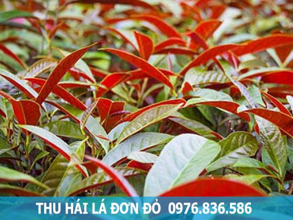 thu hái cây đơn lá đỏ