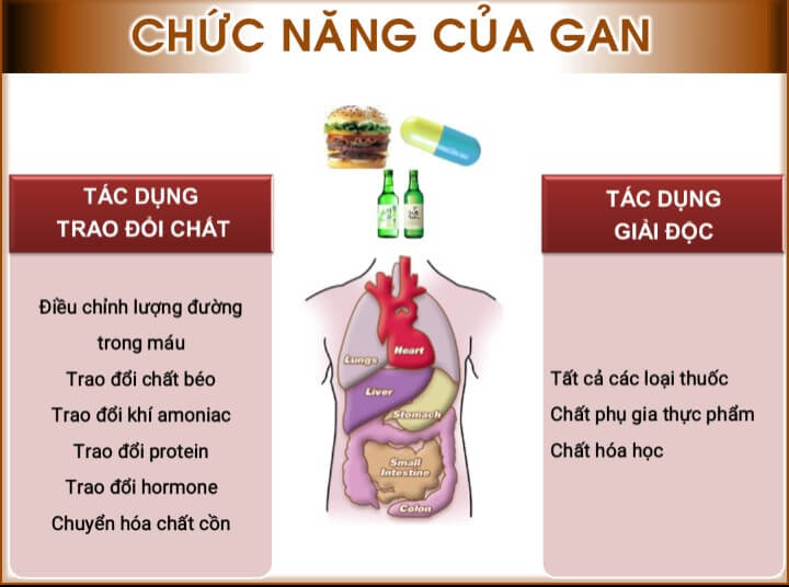 Gan có vai trò vô cùng quan trọng trong cơ thể con người