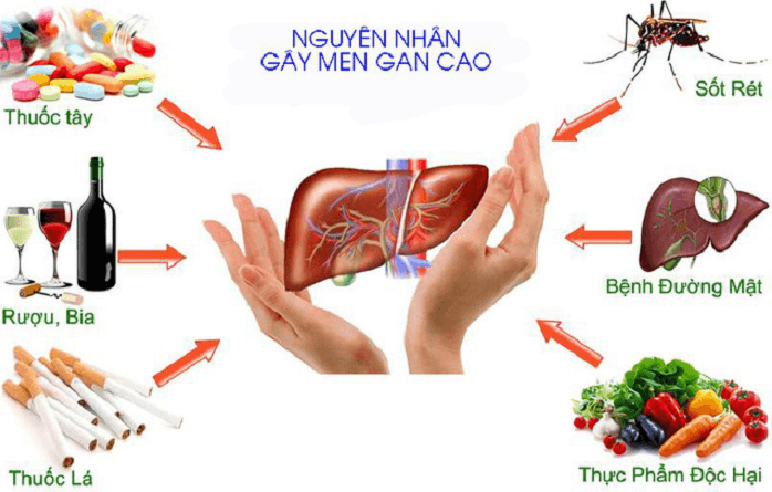 Nguyên nhân gây men gan cao