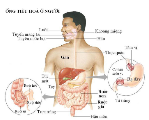 Hệ tiêu hóa có vai trò quan trọng trong cơ thể con người