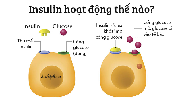 Cơ chế hoạt động của Insulin