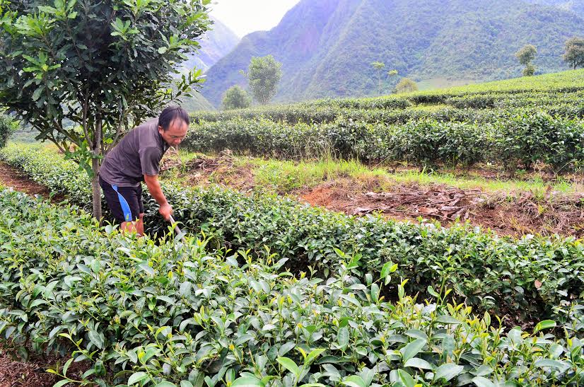 Nên thường xuyên dọn cỏ để cây phát triển tốt