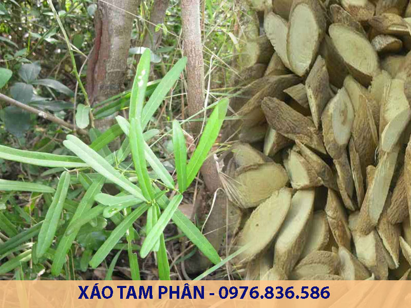 Xáo tam phân hỗ trợ điều trị ung thư, đau nhức xương khớp, ...