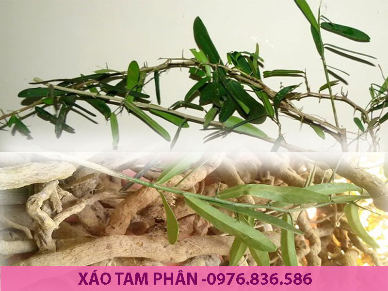 Xáo tam phân hỗ trợ điều trị các bệnh lý về gan hiệu quả