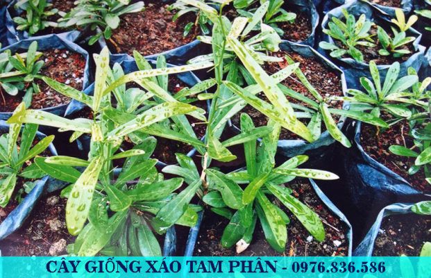 Xáo tam phân thường được nhân giống bằng cách chiết cành