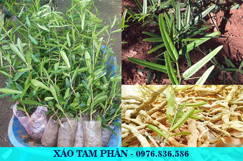 Xáo tam phân là dược liệu quý cần được bảo tồn