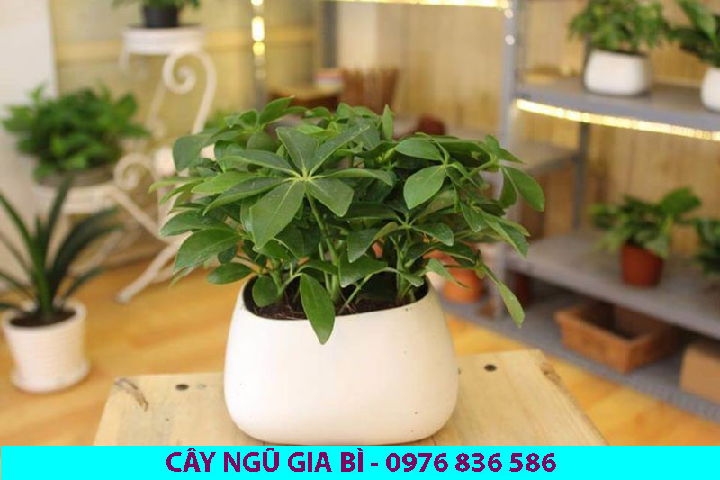 Ngũ gia bì là loại cây có ý nghĩa phong thủy rất tốt cho gia chủ