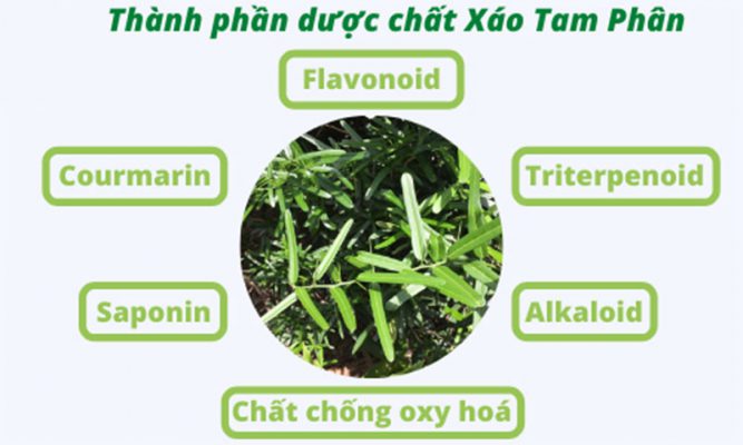 Saponin là một trong những hoạt chất tốt trong Xáo tam phân