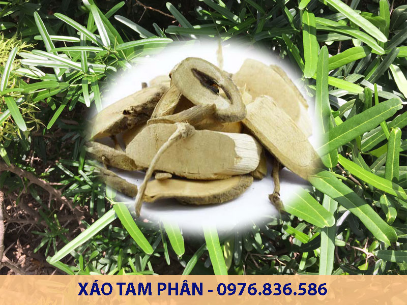 Xáo tam phân hỗ trợ điều trị 5 loại ung thư nguy hiểm