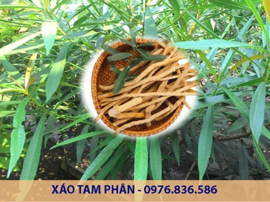 Xáo tam phân hỗ trợ điều trị 5 loại ung thư hiệu quả