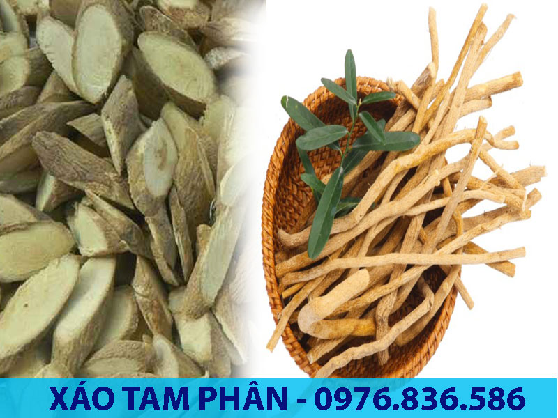 Rễ cây Xáo tam phân chứa nhiều tinh dầu mùi thơm dễ chịu