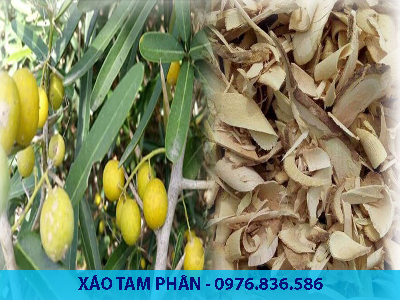 Xáo tam phân thuộc cây gỗ nhỏ, thân leo