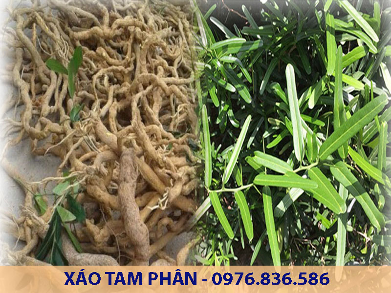 Rễ cây được sử dụng làm thuốc