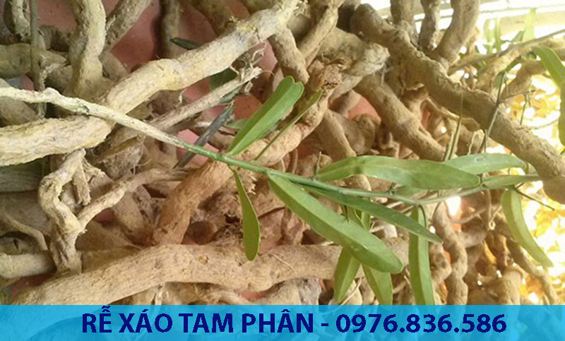 Rượu xáo tam phâm giúp tăng cường sức khỏe, nâng cao hệ miễn dịch cho cơ thể