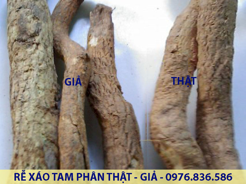 Rễ Xáo tam phân thật/giả