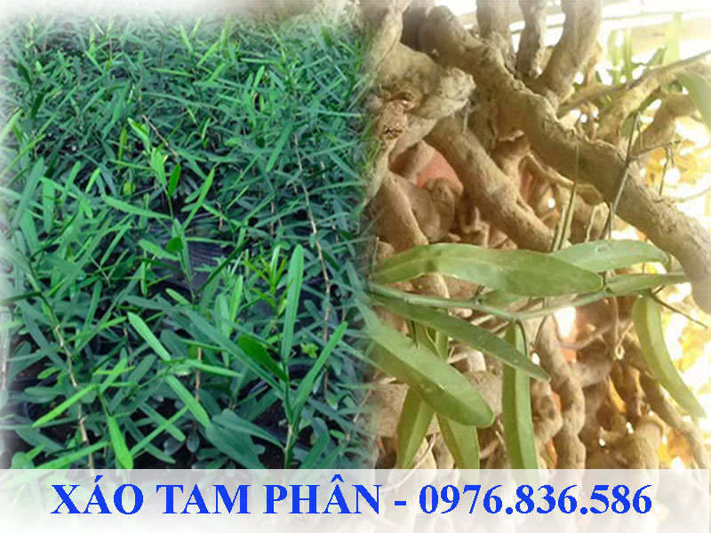 Xáo tam phân giúp ức chế tế bào ung thư di căn