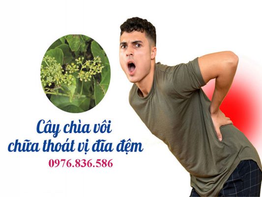 Cây chìa vôi có thể giã để đắp lên vùng đau do thoát vị đĩa đệm