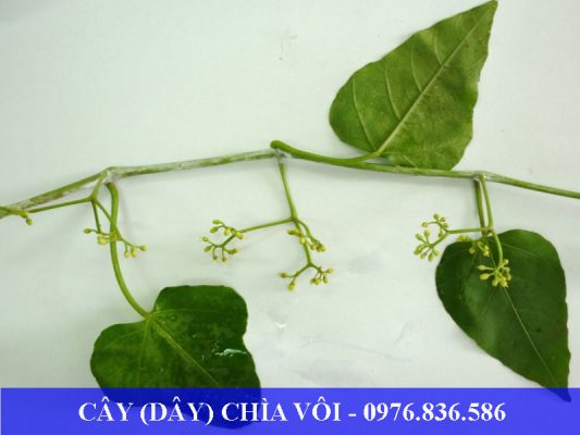 Dây chìa vôi trong tự nhiên