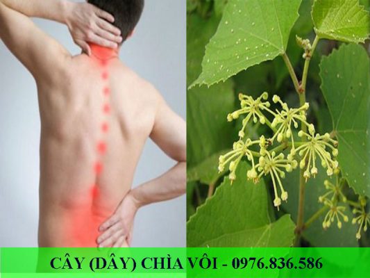 Cây chìa vôi chữa thoái hóa cột sống hiệu quả