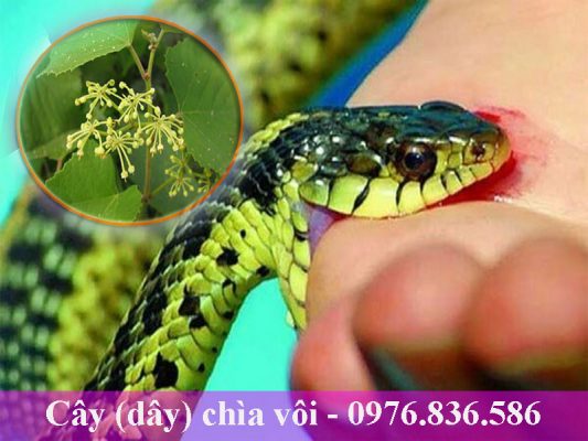 Cây chìa vôi giúp sơ cứu khi bị rắn cắn