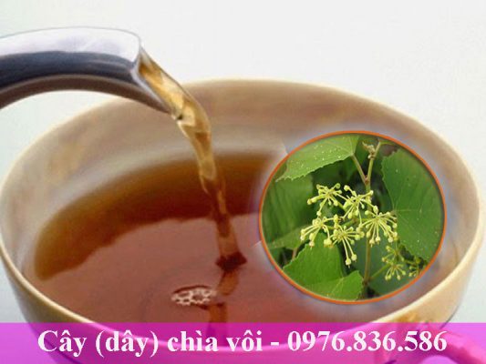 Cây chìa vôi giúp giảm đau nhức xương khớp