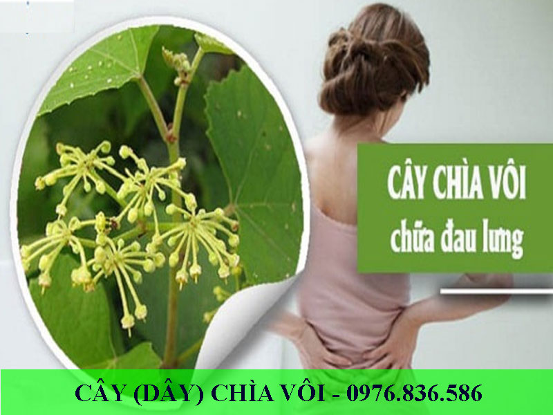 Cây chìa vôi có thể ngâm rượu uống