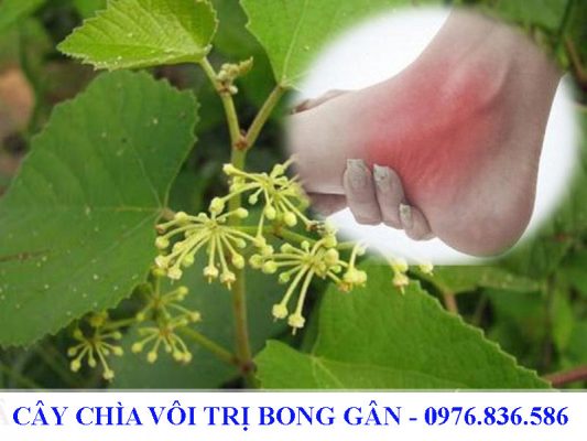 Cây chìa vôi trị bong gân hiệu quả