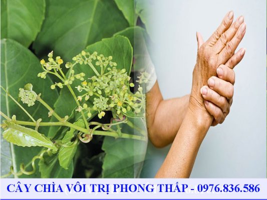 Cây chìa vôi trị phong thấp hiệu quả